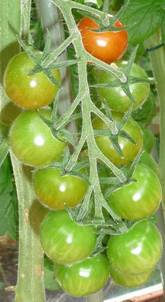 Tomaten (3).jpg