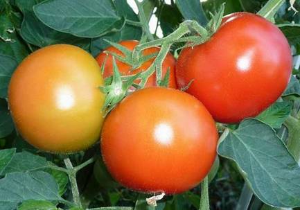 Tomaten (5).jpg