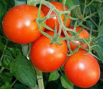 Tomaten (12).jpg