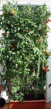 Tomaten (3).jpg