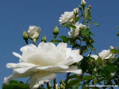 Weiße Rosen.jpg