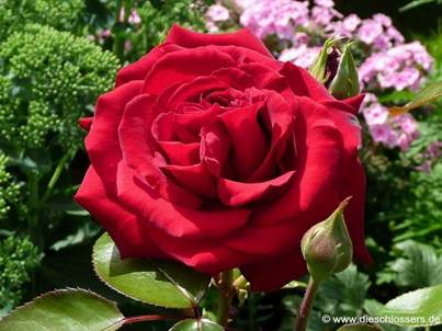 Rote Rose.jpg