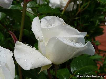 Weiße Rose (1).jpg