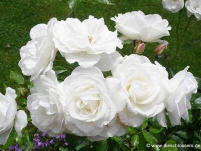 Weiße Rose (4).jpg