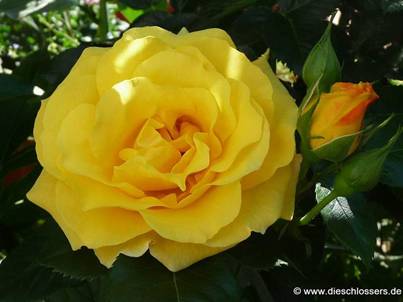 Gelbe Rose (2).jpg