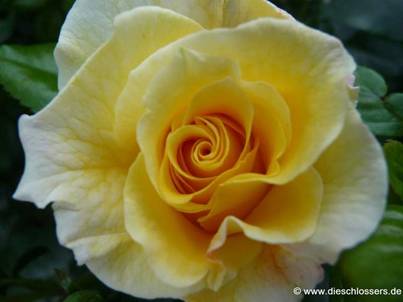 Gelbe Rose (4).jpg