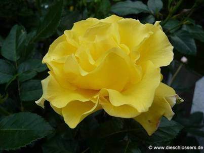 Gelbe Rose (3).jpg