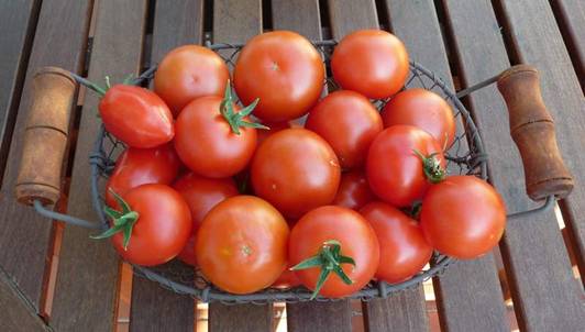 Tomaten.jpg