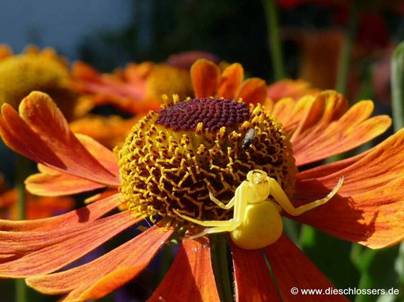 Gelbe Spinne (7).jpg