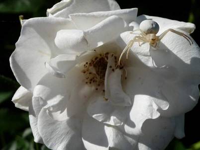 Weiße Spinne (8).jpg