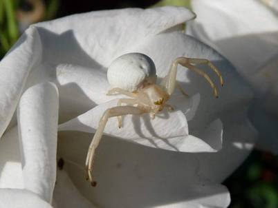 Weiße Spinne (6).jpg