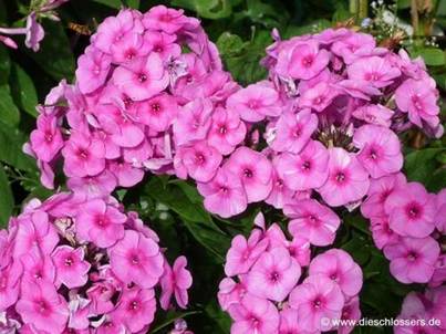Phlox (5).jpg