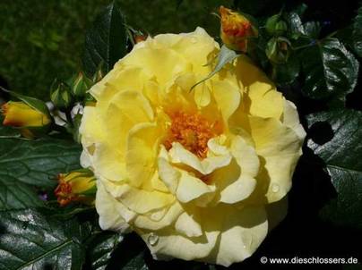 Gelbe Rose.jpg