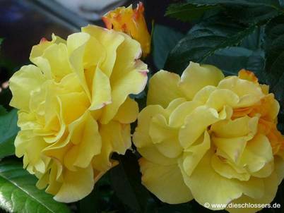 Gelbe Rose (1).jpg