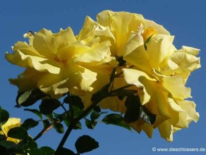 Gelbe Rose (3).JPG