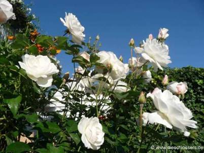Weiße Rose (5).JPG