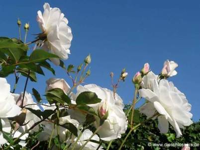 Weiße Rose (1).JPG