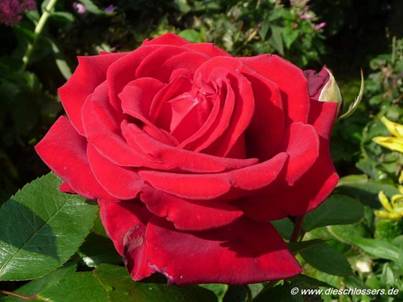Rote Rose (4).jpg