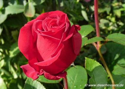 Rote Rose (7).jpg