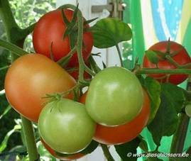 Tomaten (1).jpg