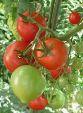 Tomaten (4).jpg