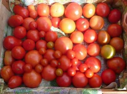 Tomaten (3).JPG