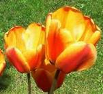 Tulpe klein
