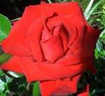 Rote Rose klein