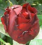 Rote Rose klein