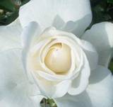 Weiße Rose klein.jpg