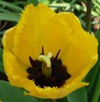 Tulpe klein.jpg