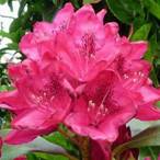 Rhododendron klein.jpg