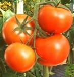 Tomaten klein.jpg