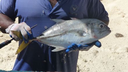 Fisch