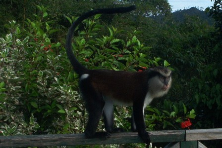 Grenada 2007 236.JPG