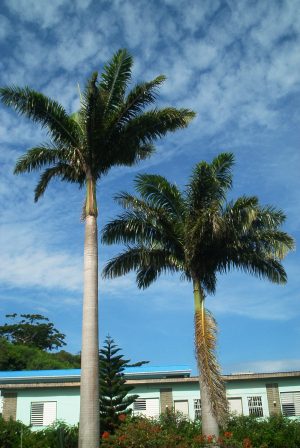 Grenada 2007 294.JPG