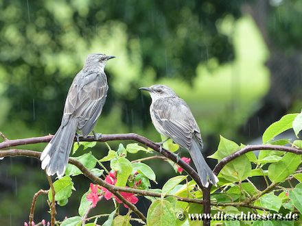 Vgel im Regen