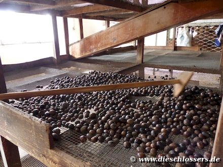 Nutmeg Factory