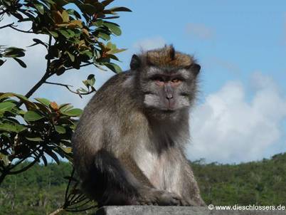 Mauritius 2008_0302.JPG