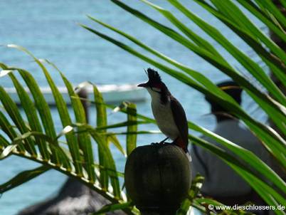 Mauritius 2008_0310.JPG