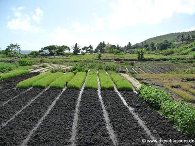 Mauritius 2008_0302.JPG