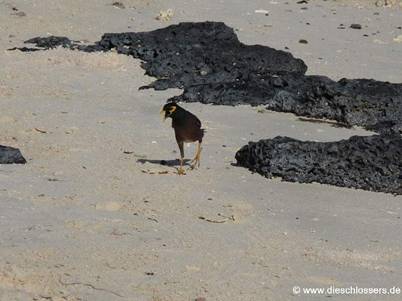 Mauritius 2008_0310.JPG