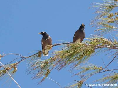 Mauritius 2008_0302.JPG