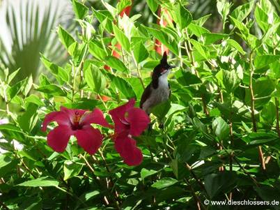 Mauritius 2008_0302.JPG