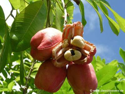 Mauritius 2008_0005.JPG