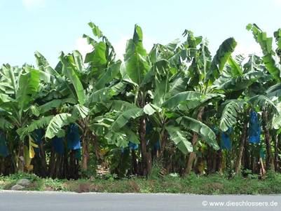 Mauritius 2008_0005.JPG